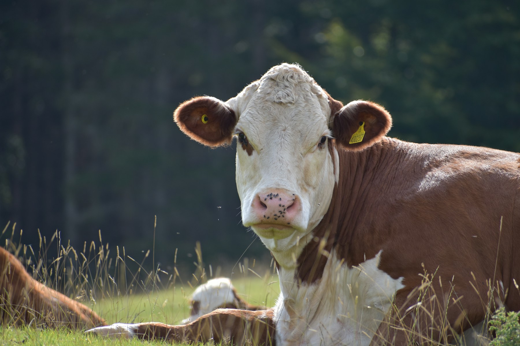 Vaca deitada no campo com brinco amarelo na orelha