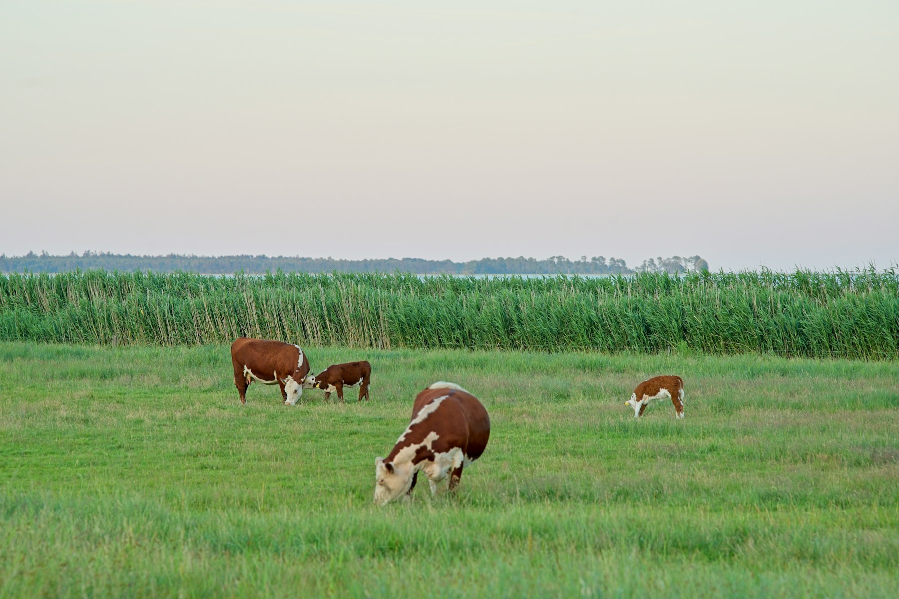 Vacas com cria ao pé pastando num campo aberto