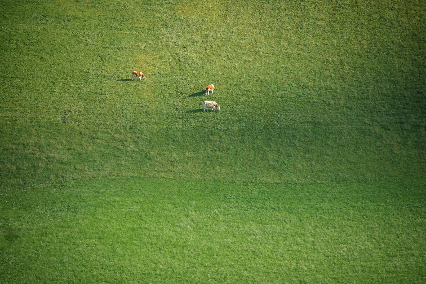 Vista aérea de um potreiro verde com animais pastando ao longe